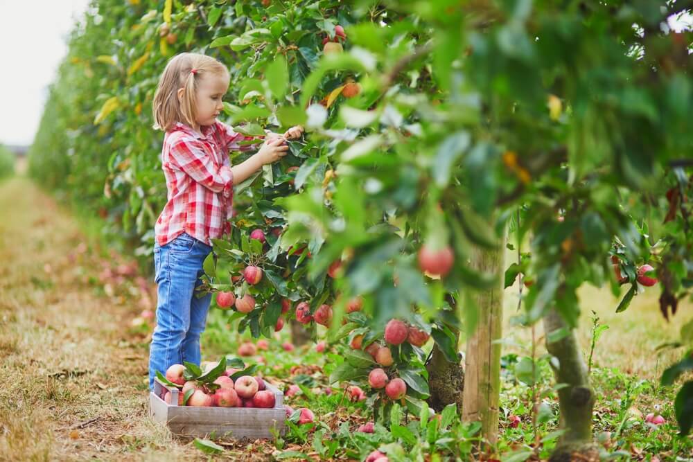 Girl picking apples